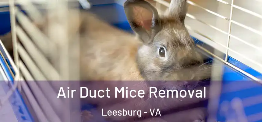  Air Duct Mice Removal Leesburg - VA